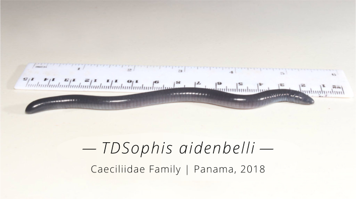 TDSophis-aidenbelli