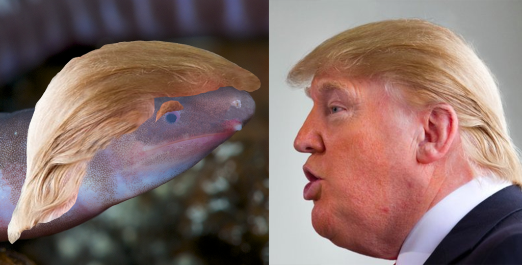 Fake Trump Photoshop