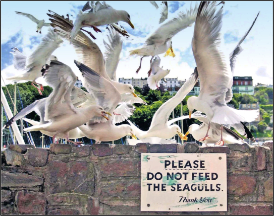 Seagulls