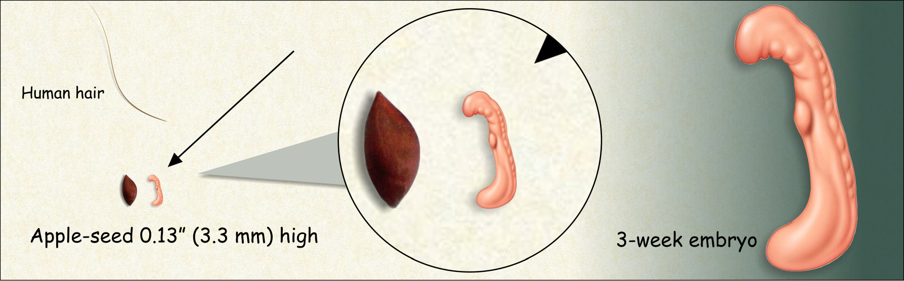 3-week embryo