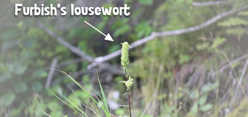 Furbish's lousewort