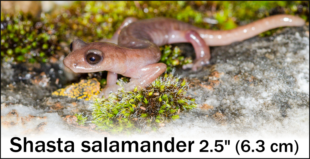Shasta salamander