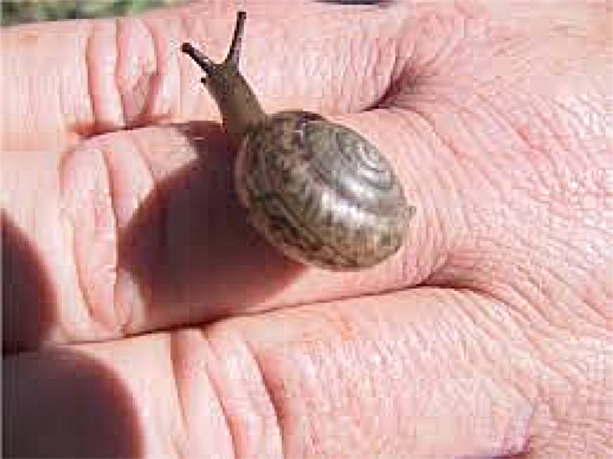 boggomoss snail