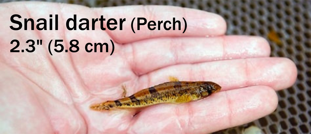 snail darter