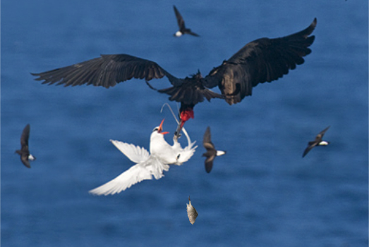 Frigatebird vs Tropicbird