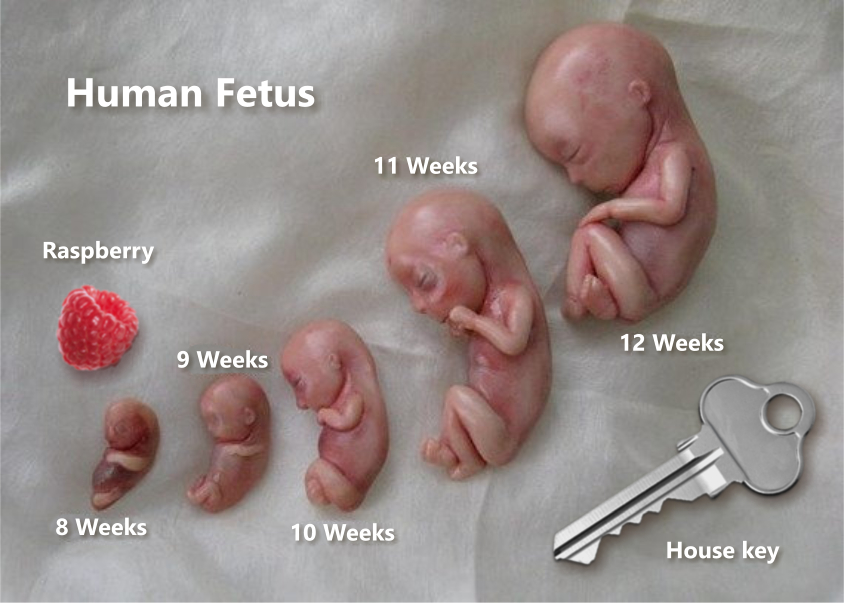 Human Fetus - sizes
